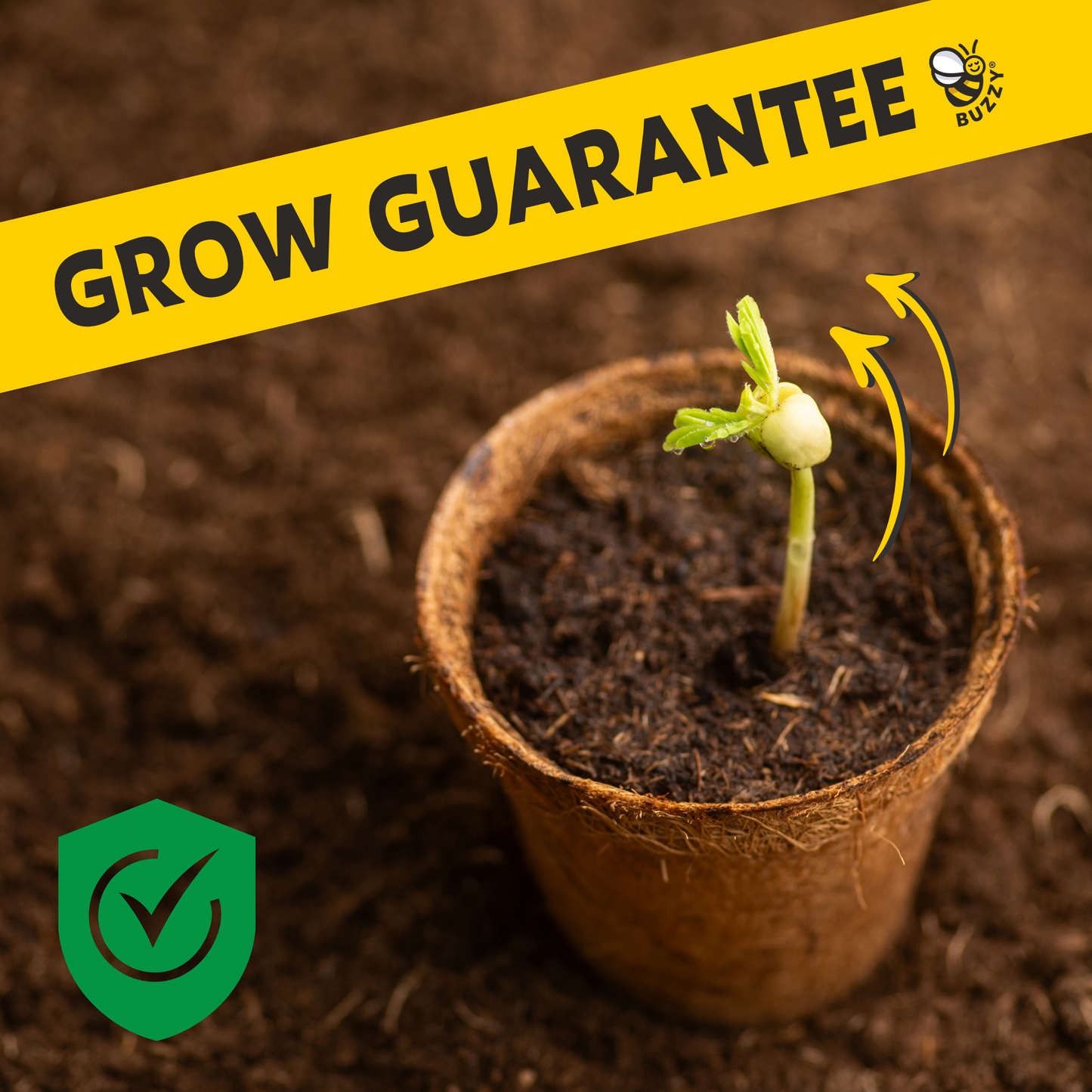 Mini Terracotta Daisy Grow Kit | Indoor Garden | Gift